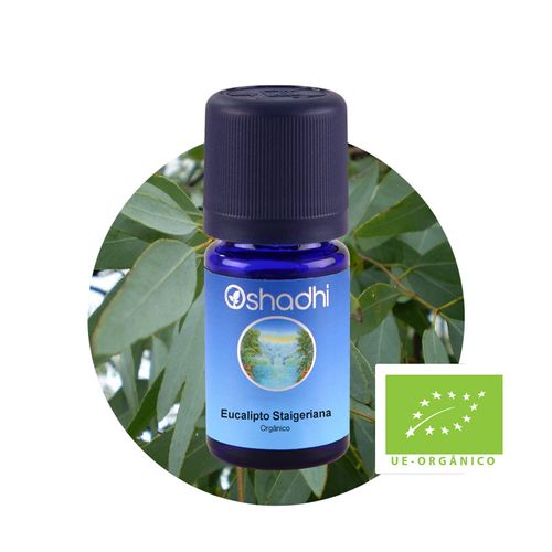 Óleo Essencial de Eucalipto Staigeriana Orgânico 5ml